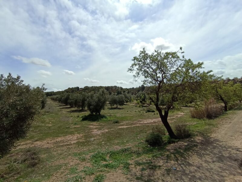 Cortijo de Andacuez