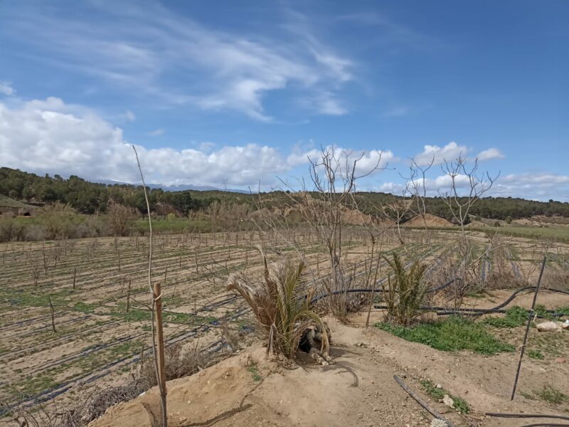 Cortijo de Andacuez - Imagen 2
